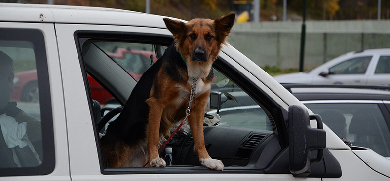 Cómo transportar de forma segura a tus mascotas en vehículos