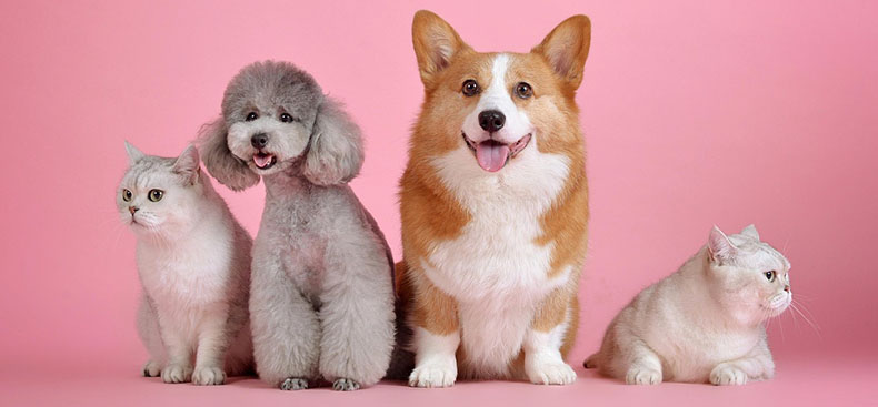 Mascotas y fuegos artificiales: claves de seguridad para cuidarlas durante las fiestas