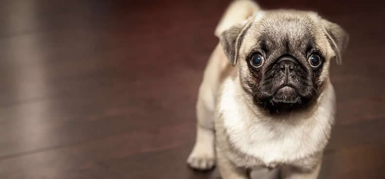 Cómo asegurarse de que tu perro sea un buen vecino